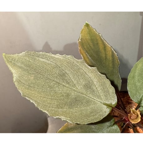 Homalomena sp. "Amber Velvet" from Kepulauan Riau