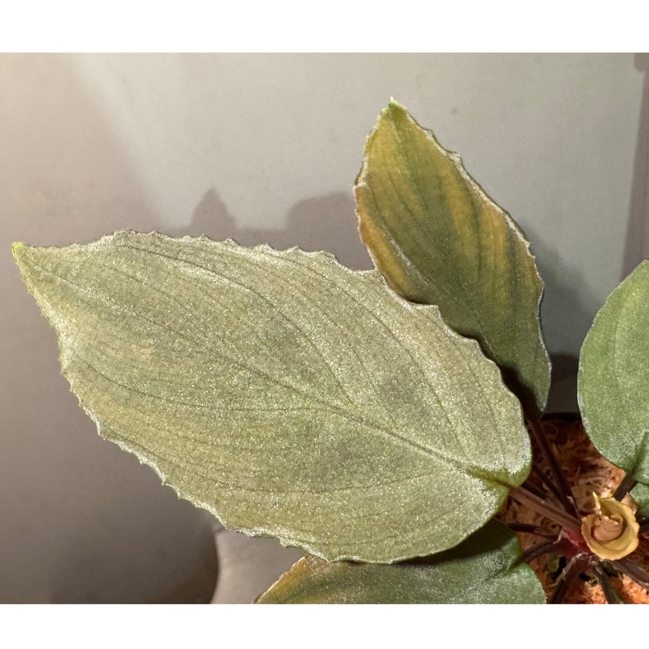 683319128e735f43c3c69547