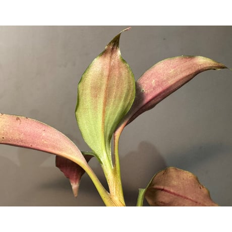 Dracaena sp. from Landak West Kalimantan