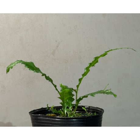 Microsorum sp. "Short Dragon Tail"