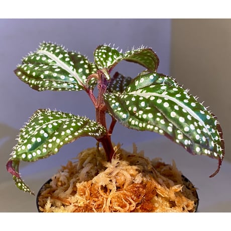 Sonerila sp. "White dot"