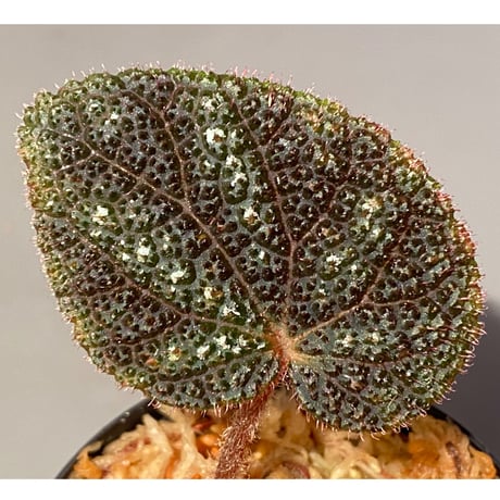 Begonia kui from Viet Nam