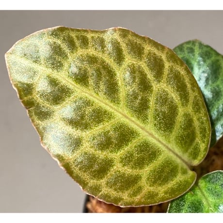 Ardisia sp. "Turtle Back"