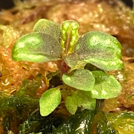 Sonerila sp. from Jerteh
