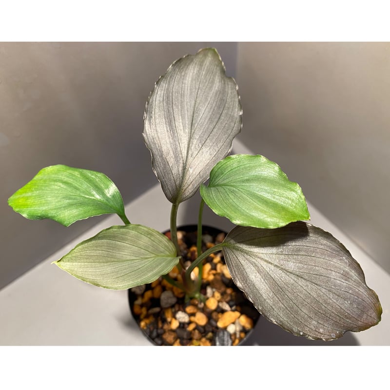Homalomena from Kalimantan Barat ホマロメナ Homalomena sp. from West Java | M・R・G・R