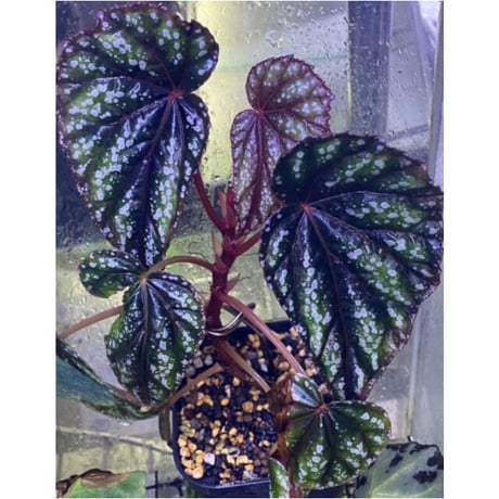 Begonia handelii var. prostrata from Viet Nam