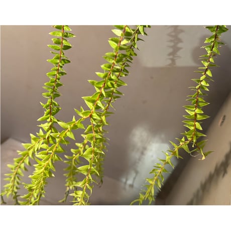 Phlegmariurus phlegmaria