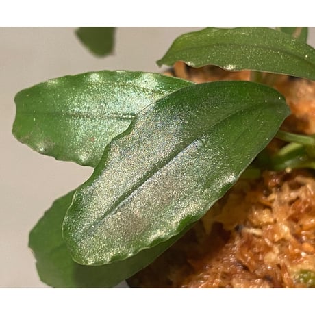 (2芽) Bucephalandra sp. "Super Red"
