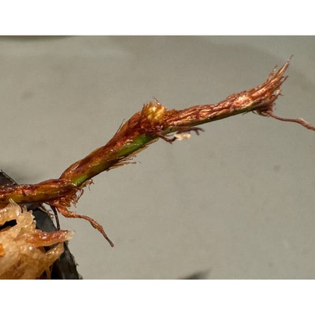Davallia sp. from Sarawak
