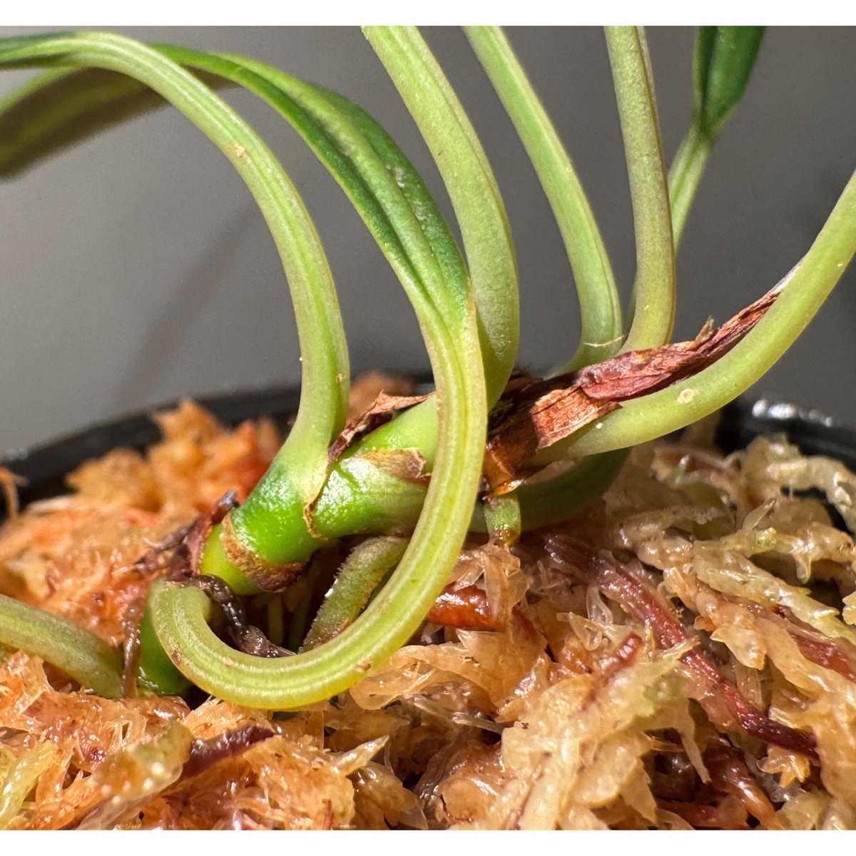 Aridarum cf. montanum from Sanggau West Kaliman