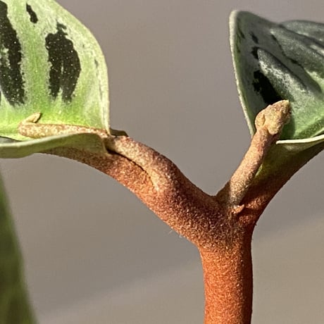 (大株) Labisia sp. from Riau sumatera [LA0815-01]