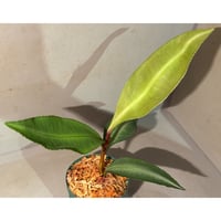 Labisia sp. "Padang" Sumatra barat [TB]