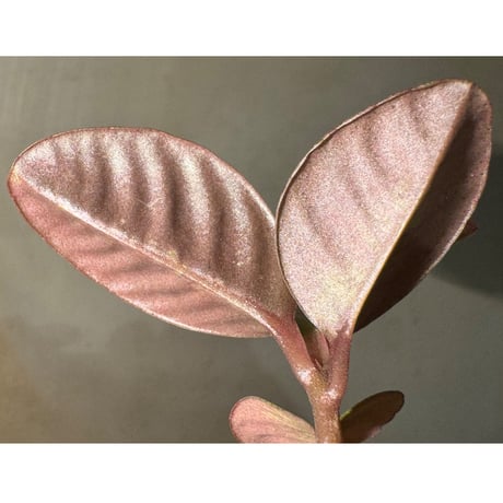 Labisia sp. from Landak West Kalimantan