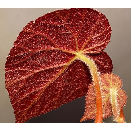 (大株) Begonia decora from Cameron Highlands MALAYSIA [R0718-03]