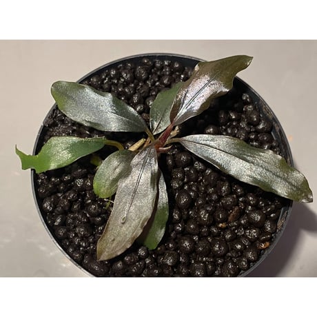 Bucephalandra sp. "AW No1" from Kalimantan barat [AZ0420-5]
