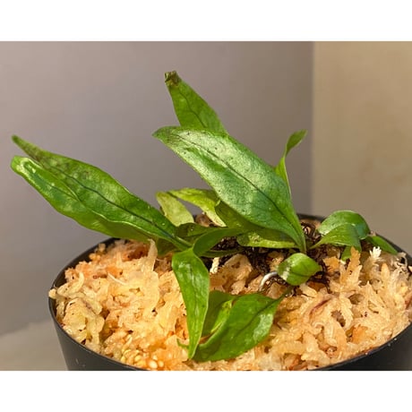 Microsorum sp. "Timika" Papua [TB] ①