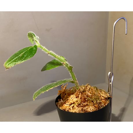 Columnea herthae from Ecuador [STRINGE PLANTS]