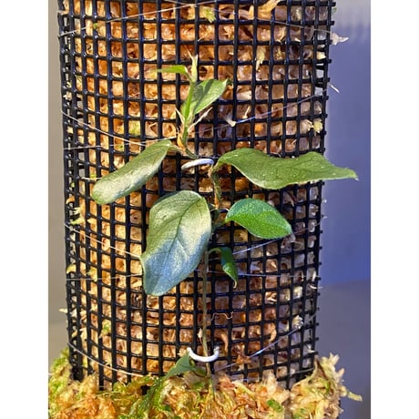 Ficus sp. "Muara wahau" white Kalimantan timur [TB]