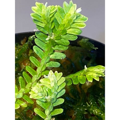 Selaginella sp. バリエガータ from "Nanga pinoh" [TB]