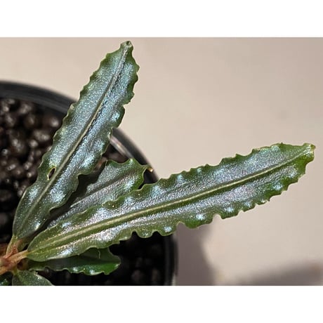 Bucephalandra sp. from "Mangat" [MF0417-2A]