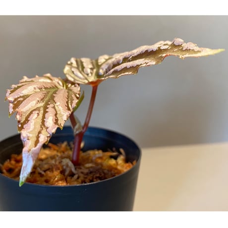 Begonia sp. "雪の宿" from Lampung sumatera [LA0217-01]