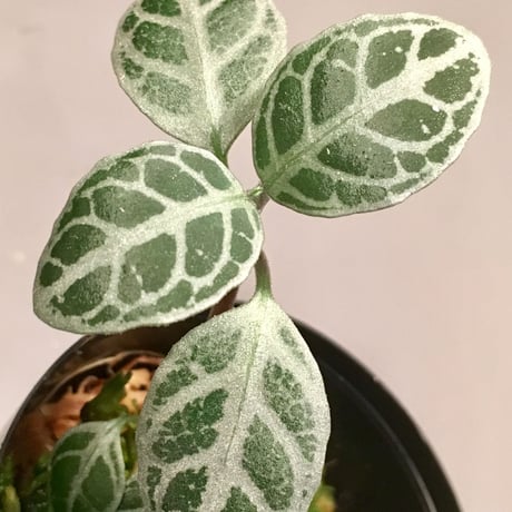 Acanthaceae sp. from "Tebakang" Sarawak Malaysia