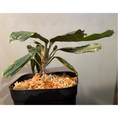 Mapania cuspidata from Bengkayang West Kalimantan