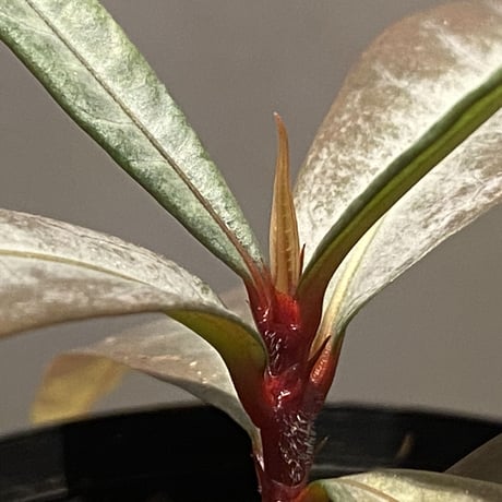 Labisia sp. from "Lebong" Bengkulu [TB]