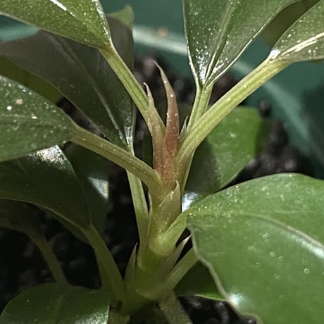 Bucephalandra sp. "Silver Night"