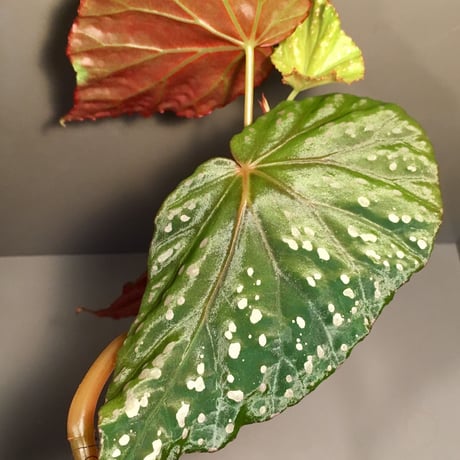 Begonia sp. from Aceh sumatera [LA1115-01T]