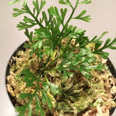 Asplenium sp. from Malaysia