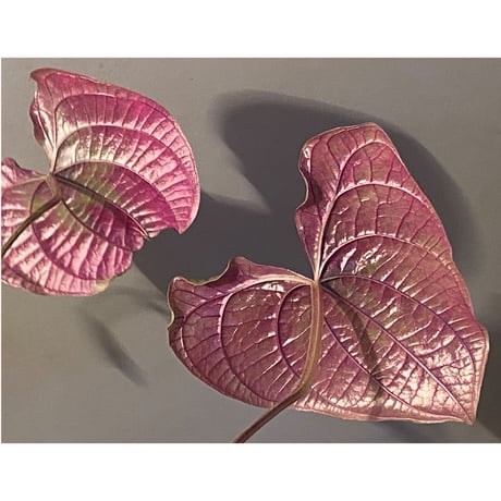 Dioscorea dodecaneura (discolor) from Ecuador