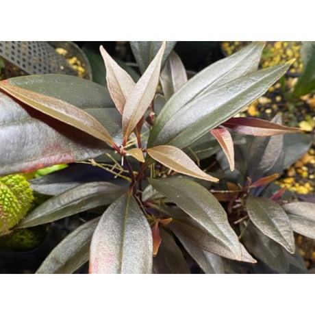 Medinilla sp. from Irian Jaya Papua