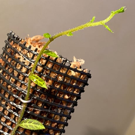 Solanum evolvulifolium