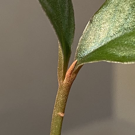 Ardisia sp. from Aceh sumatera [LA]