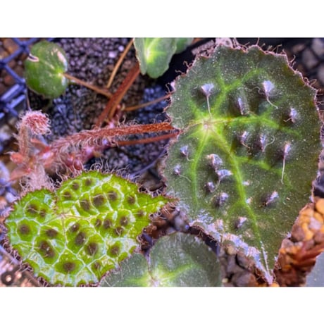 Begonia cf. ferox from Cao Bang [YH040519BK] TK