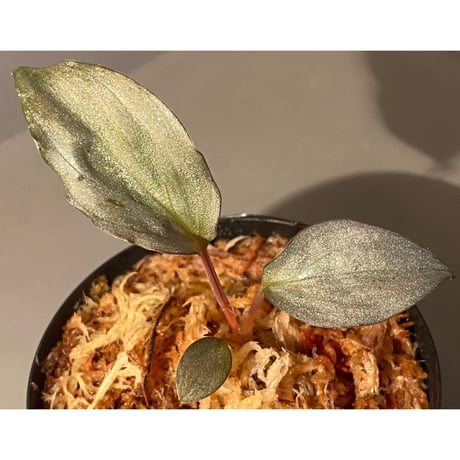 Homalomena sp. "Shirogane" SRP from Pulau Lingga[HW1017-XX]