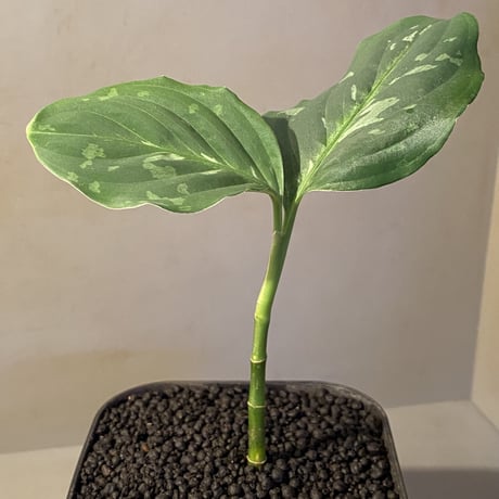 Aglaonema pictum CW1302 モザイク "Sumatra barat" [TB]