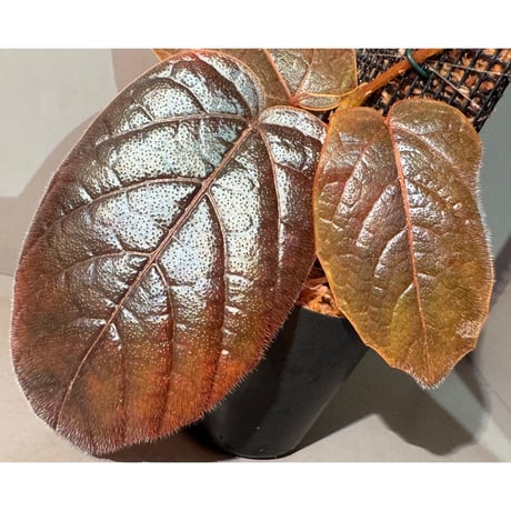 Pterisanthes sp. from Sabah [R0516-01]