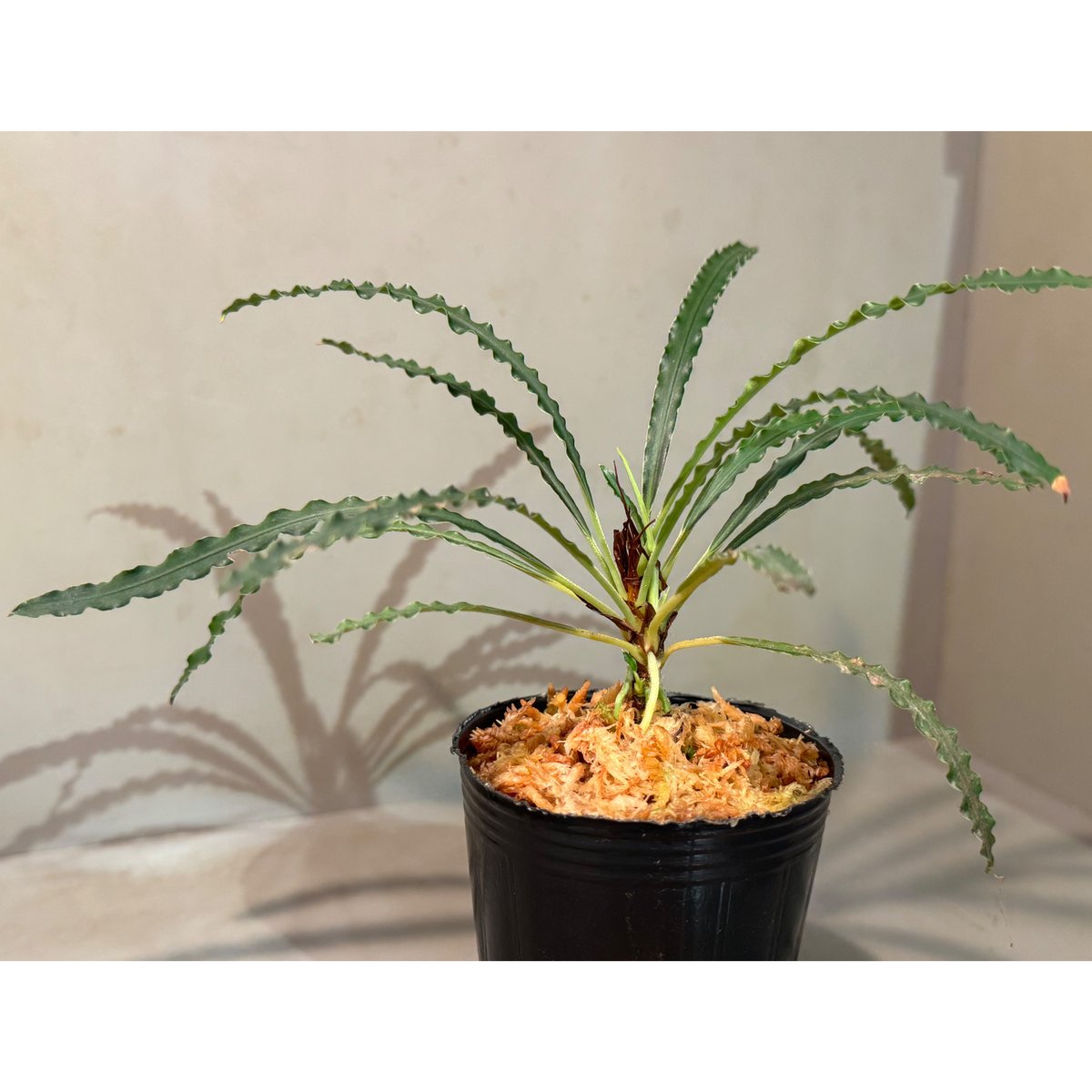 その他観葉植物 Fenestratarum mulyadii 脇芽付き) Fenestratarum mulyadii from East Kaliman