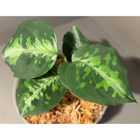 Aglaonema pictum GW1410 from Padang sidempuan [TB]