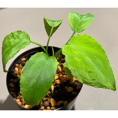 Homalomena sp. from  Malay Peninsula