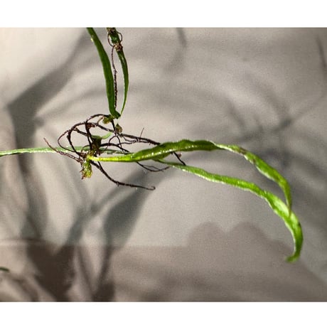(大株) Microsorium sp. from Saripoi [LA0515-02]