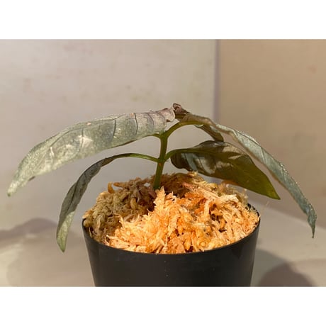 Ophiorriza sp. "鋼" from Aceh Selatan [HW0816-03]