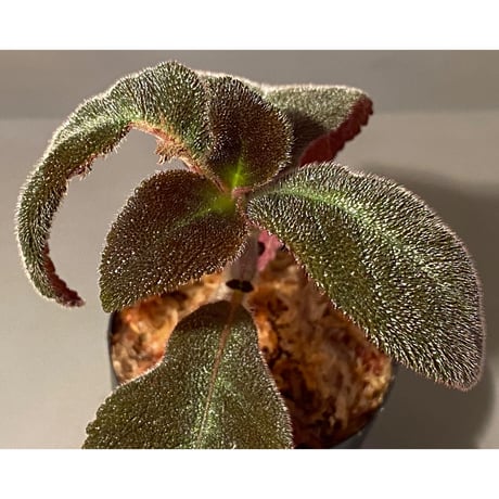 Pearcea schimpfii from Ecuador