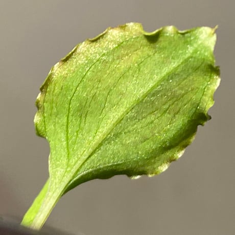 Homalomena 'Rec1-29' K0718-f1 [KZT]