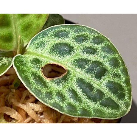Ardisia sp. "Turtle Back"