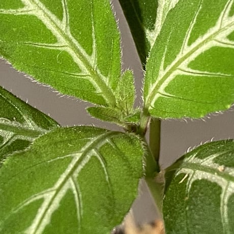 Ruellia devosiana from Brazil