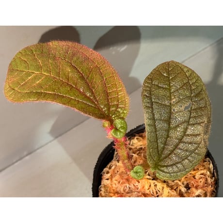 ソネリラ | STORES