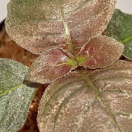 Ophiorrhiza sp. from Papua Barat[LA0319-01]
